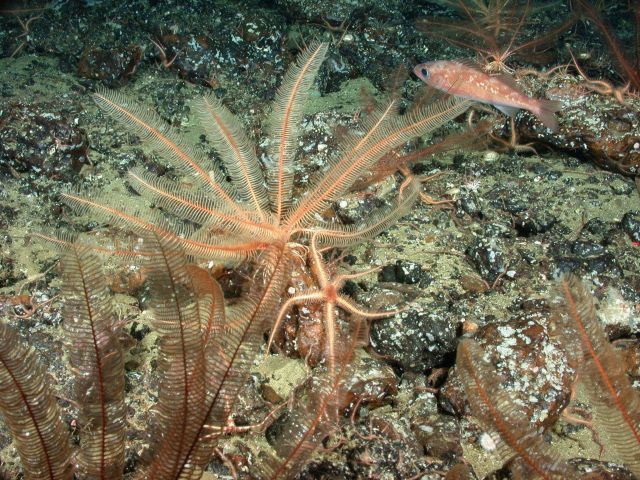 Crinoid, brittlestars and rockfish Picture