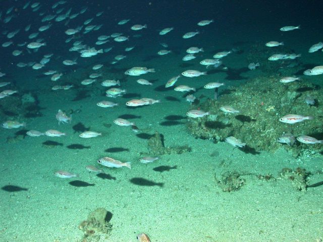 School of small pelagic fish. Picture