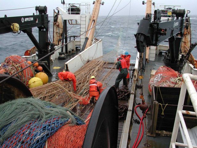 Trawling operations on the NOAA Ship MILLER FREEMAN Mid-water trawl for pollock. Picture