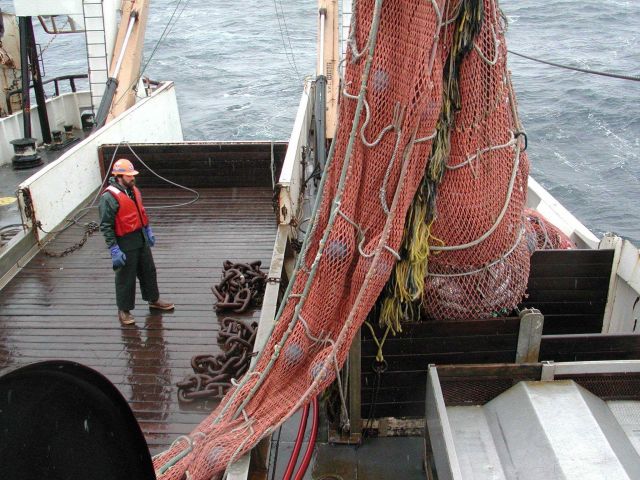 Trawling operations on the NOAA Ship MILLER FREEMAN Dumping cod end in sorting bin. Picture