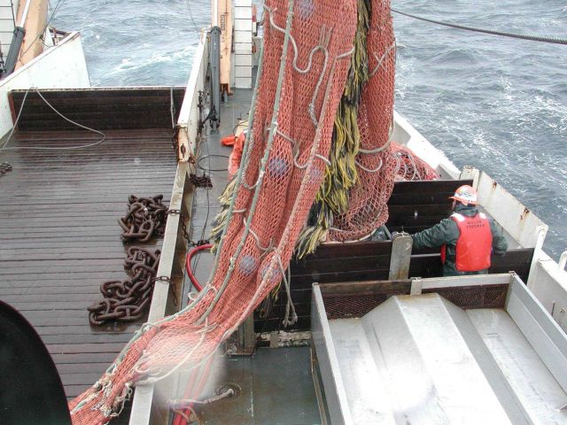 Trawling operations on the NOAA Ship MILLER FREEMAN Dumping cod end in sorting bin. Picture