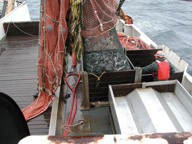 Trawling operations on the NOAA Ship MILLER FREEMAN Dumping cod end in sorting bin. Picture