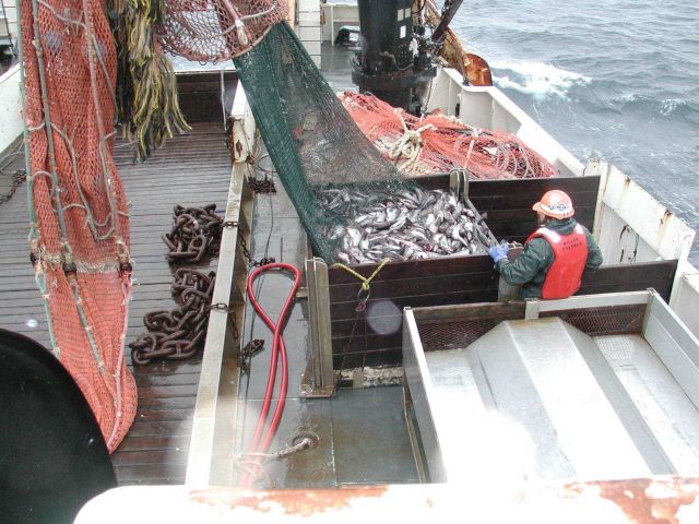 Trawling operations on the NOAA Ship MILLER FREEMAN Dumping cod end in sorting bin. Picture