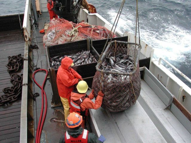 Trawling operations on the NOAA Ship MILLER FREEMAN Collecting sub-sample of pollock to dump in sorting table. Picture
