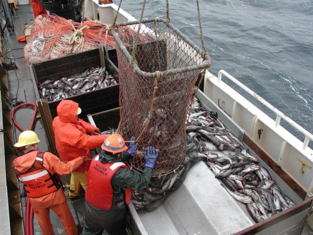 Trawling operations on the NOAA Ship MILLER FREEMAN Collecting sub-sample of pollock to dump in sorting table. Picture