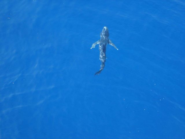 Longline fishing research on the NOAA Ship OSCAR ELTON SETTE Picture