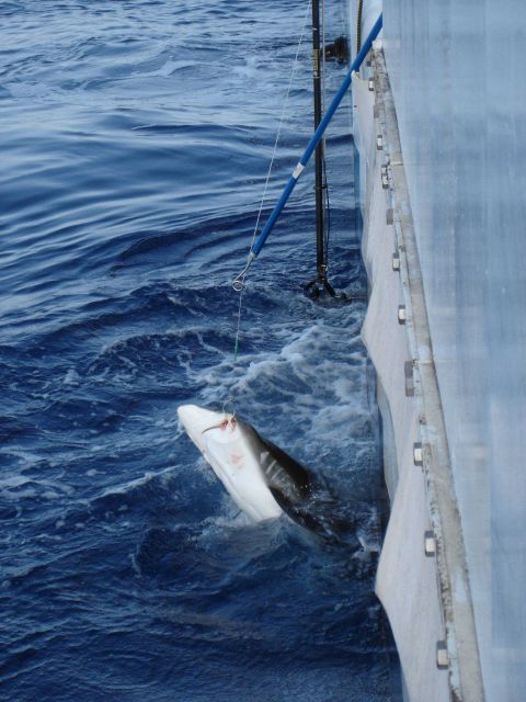 Longline fishing research on the NOAA Ship OSCAR ELTON SETTE Picture