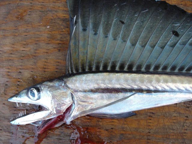 Longline fishing research on the NOAA Ship OSCAR ELTON SETTE Picture
