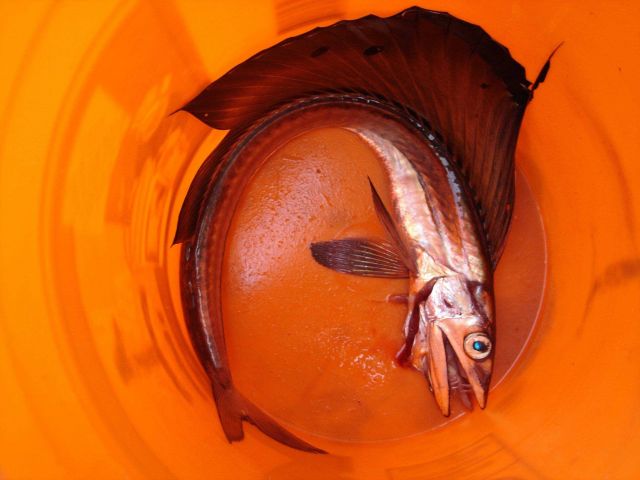 Longline fishing research on the NOAA Ship OSCAR ELTON SETTE Picture