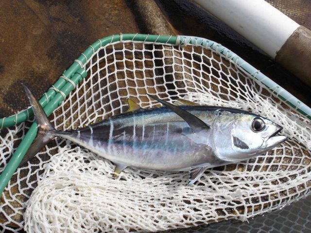 Longline fishing research on the NOAA Ship OSCAR ELTON SETTE Picture