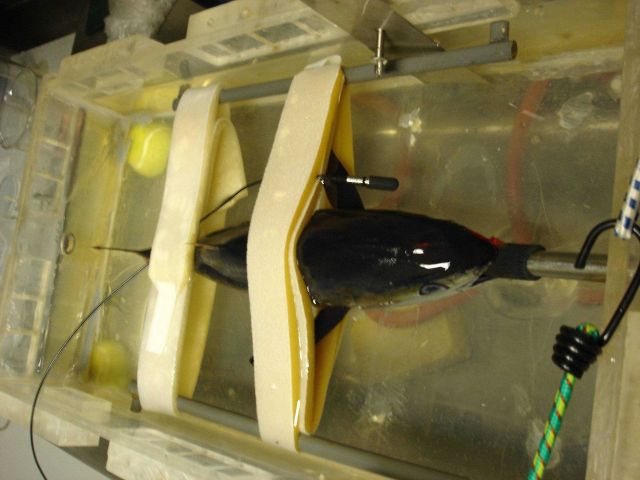 Longline fishing research on the NOAA Ship OSCAR ELTON SETTE Picture