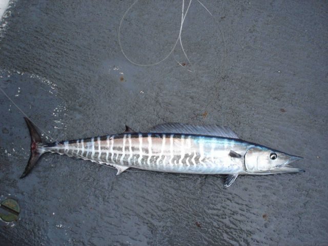 Longline fishing research on the NOAA Ship OSCAR ELTON SETTE Picture