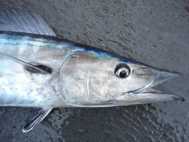 Longline fishing research on the NOAA Ship OSCAR ELTON SETTE Picture