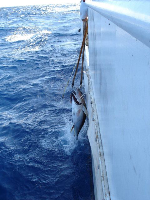 Longline fishing research on the NOAA Ship OSCAR ELTON SETTE Picture