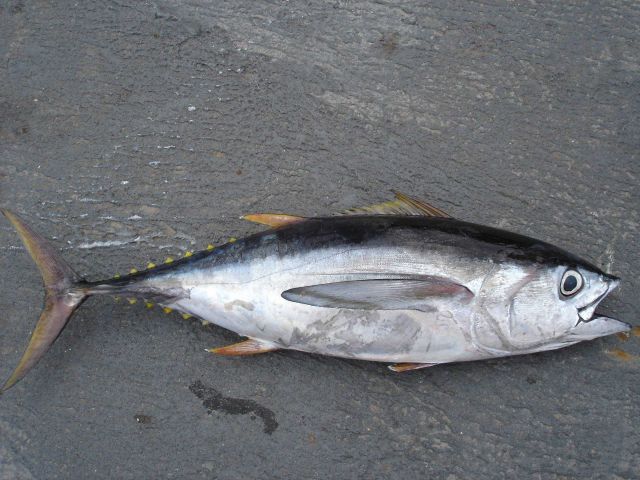 Longline fishing research on the NOAA Ship OSCAR ELTON SETTE Picture