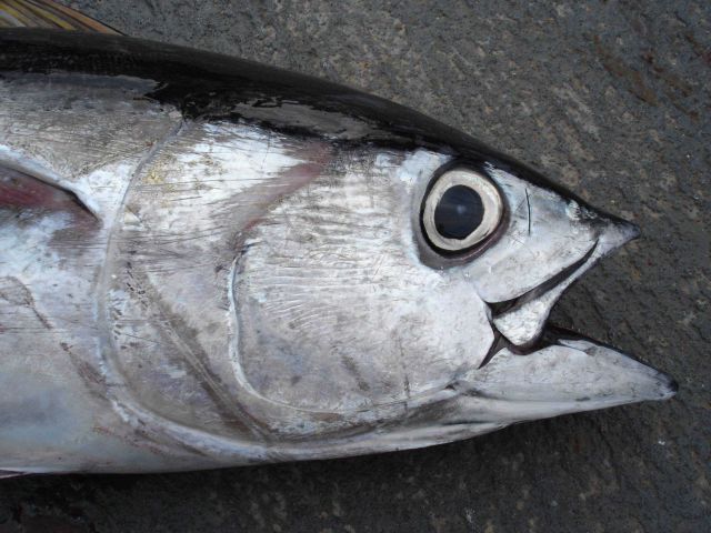 Longline fishing research on the NOAA Ship OSCAR ELTON SETTE Picture