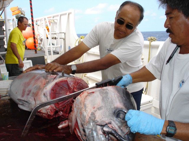 Longline fishing research on the NOAA Ship OSCAR ELTON SETTE Picture