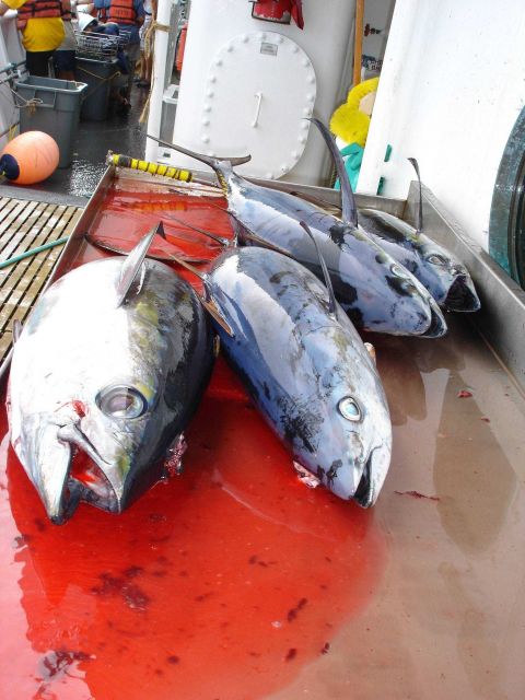 Longline fishing research on the NOAA Ship OSCAR ELTON SETTE Picture