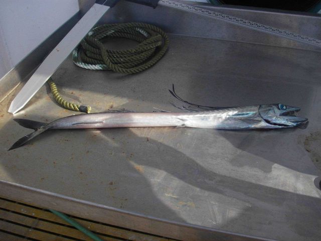 Longline fishing research on the NOAA Ship OSCAR ELTON SETTE Picture