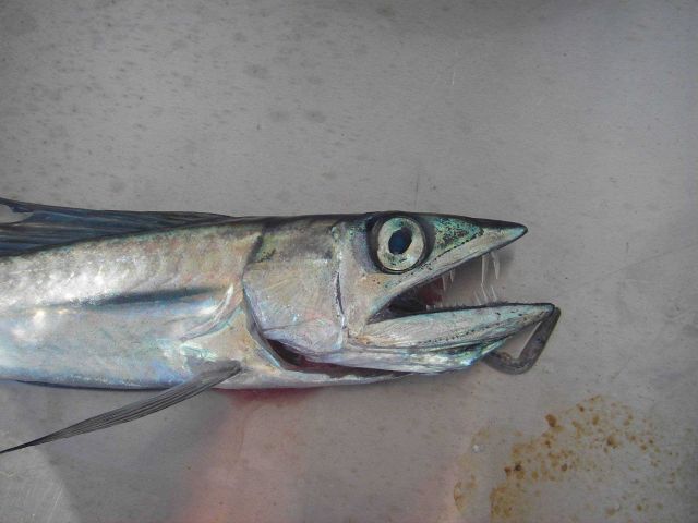Longline fishing research on the NOAA Ship OSCAR ELTON SETTE Picture