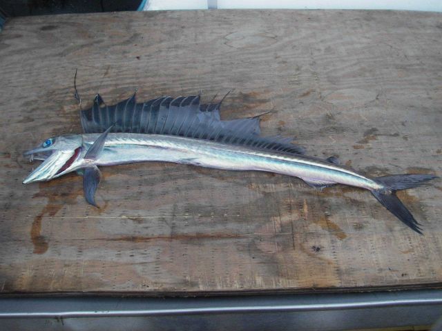 Longline fishing research on the NOAA Ship OSCAR ELTON SETTE Picture