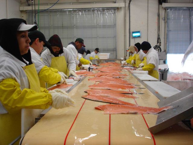 Assembly line with salmon fillets. Picture