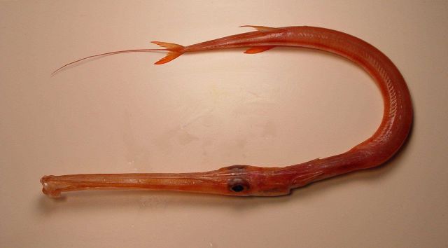 Trumpetfish (Fistularia petimba) Picture