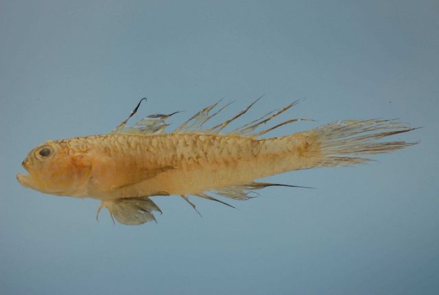 Darter goby (Gobionellus boleosoma) Picture