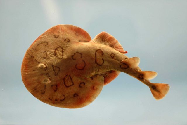 Caribbean electric ray (Narcine bancroftii) Picture