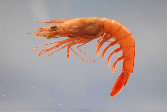 Royal red shrimp (Pleoticus robustus) Picture