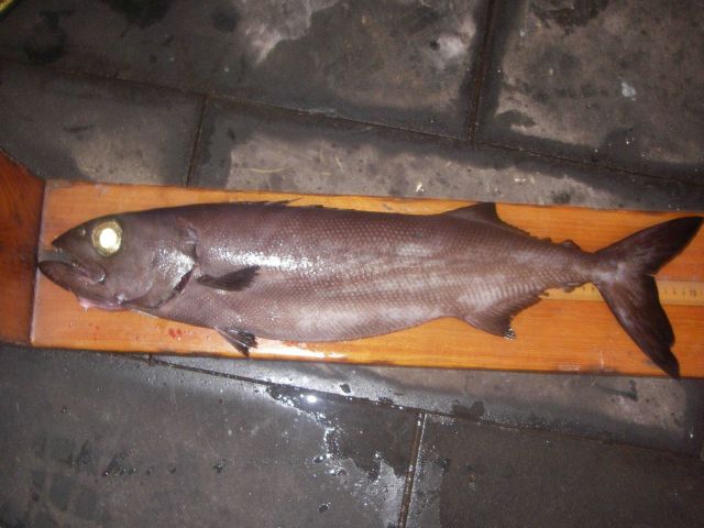Oilfish (Ruvettus pretiosus) Picture