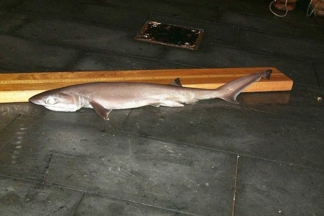 Eight-foot long sevengill sharkn ((Notorynchus cepedianus) Picture