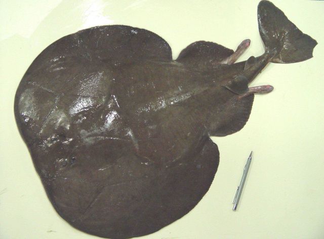 Electric ray or Atlantic torpedo (Torpedo nobiliana) Picture
