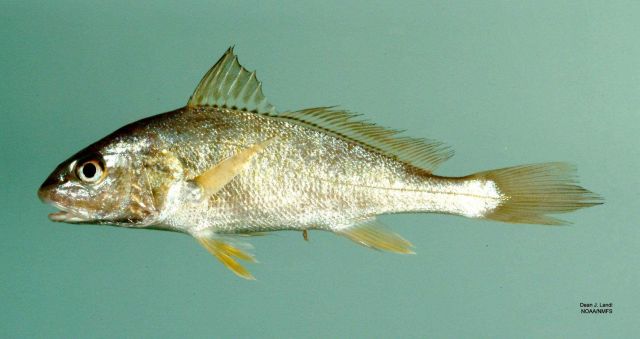 Atlantic croaker (Micropogonias undulatus) Picture