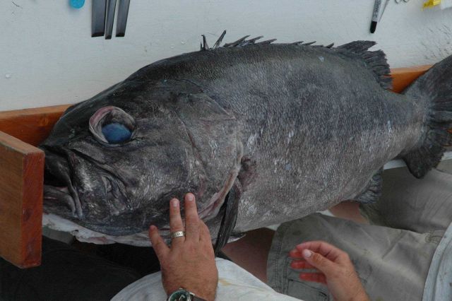 Measuring a large grouper on the NOAA Ship GORDON GUNTER. Picture