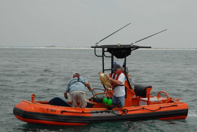 Sea turtle studies in the Gulf of Mexico. Picture