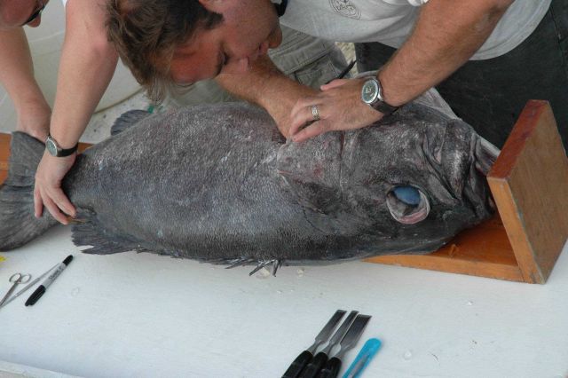 Conducting measurements and studying large grouper. Picture