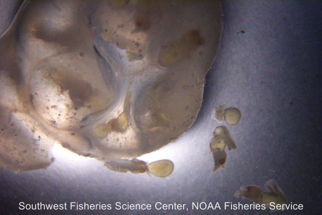 California market squid (Doryteuthis (Loligo) opalescens ) egg capsule and paralarvae are from an experiment conducted in 2000 at the SWFSC Picture