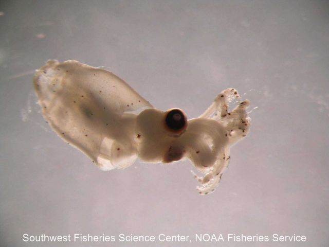 This specimen of squid (Abraliopsis felis) does not have a common name Picture