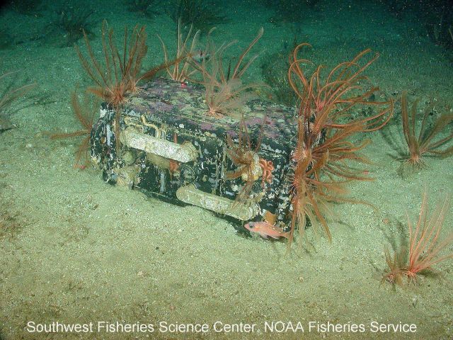 A large car/boat battery rests on the sea floor near San Nicolas Island Picture