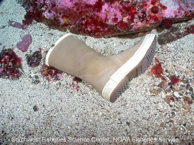 An unhappy fisherman has recently lost one of his XTRATUFF boots at Tanner Bank Picture