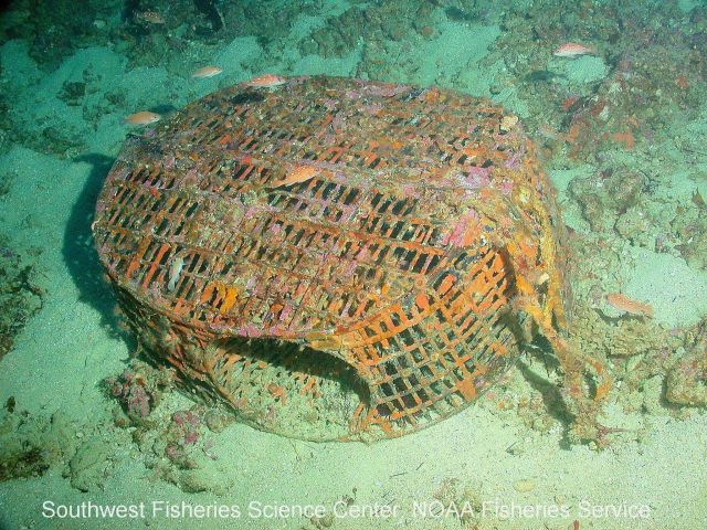 A prawn/fish trap rests on the sea floor at Farnsworth Bank, near Santa Catalina Island in southern California Picture