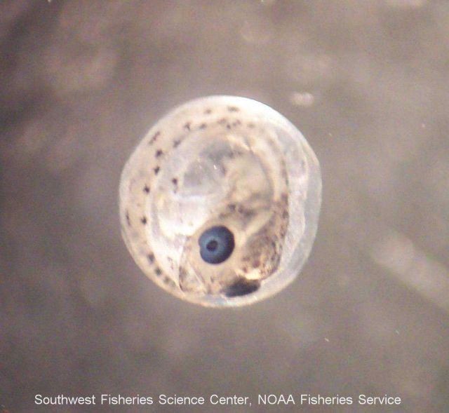 Ragfish egg (Icosteus aenigmaticus) image taken under a microscope at the SWFSC in La Jolla Picture