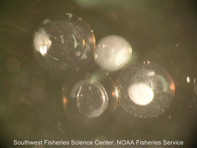 Pacific sardine (Sardinops sagax) eggs collected and photographed under a microscope in April 2006 during FRD's California Current Ecosystem Survey ab Picture