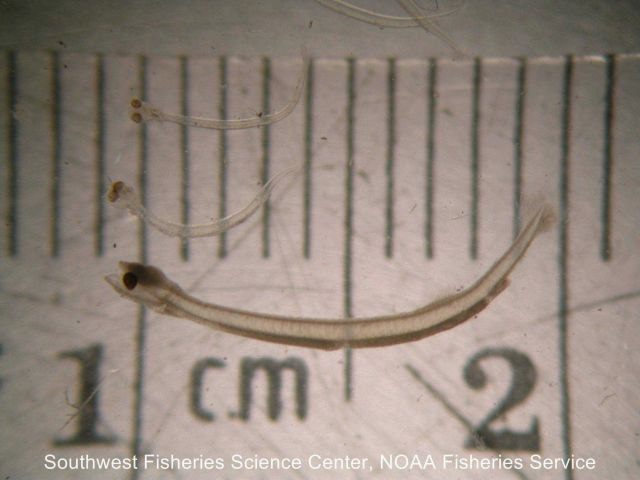 These Pacific sardine (Sardinops sagax) larvae are from the SWFSC ichthyoplankton reference collection Picture