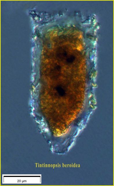 Tintinnopsis beroidea . Picture
