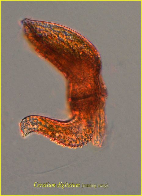 Ceratium digitatum (running away!) Picture