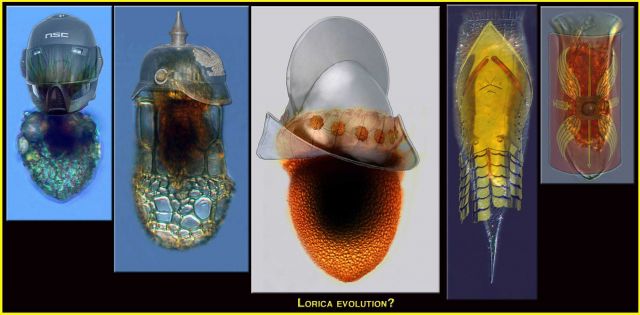 Phycologist humor - lorica evolution? Why have a lorica or shell? The lorica or shell likely evolved as protection against predation by other protists Picture