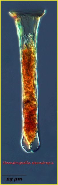 Steenstrupiella steenstrupii Picture