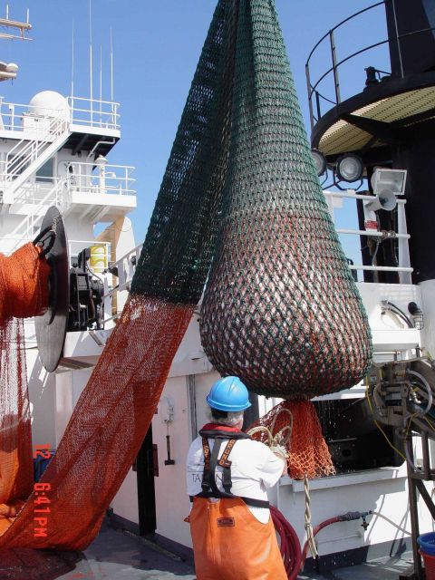 Preparing to dump cod end of trawl into hopper, part of the ship ladder system for conveying fish to wet lab Picture